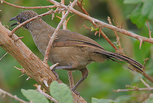 Scaly babbler